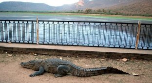 Крокодил перелез через ограждение (5 фото)