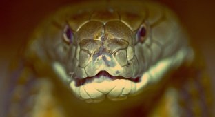 Королевская кобра (13 фото)