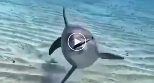 Дельфин который понимает, что его снимают на камеру