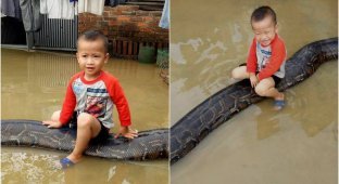 3-летний мальчик улыбается сидя на 6-метровом питоне (5 фото + 1 видео)