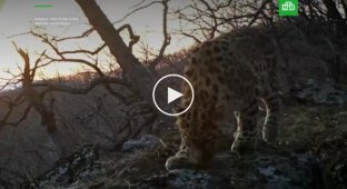 Рык дальневосточного леопарда попал на видео