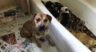 Более 100 котов и собак были спасены из одного вонючего дома в Техасе (10 фото)