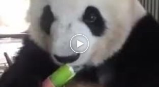 Панда с огромным аппетитом перекусывает бамбуком