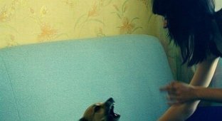 Гламурный пес (11 фото)