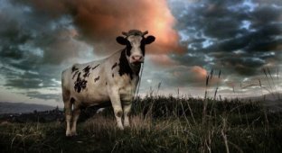 Про коров (45 Фото)