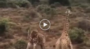 Жесткая битва жирафов
