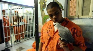 Попугаи как средство влияния на преступников (4 фото)