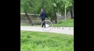 Полицейские построили потерявшихся в парке утят