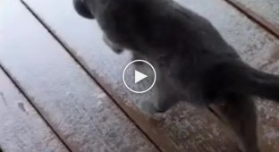 Первая прогулка кота по снегу