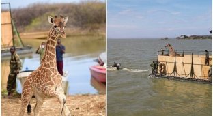 Не оставили в беде: в Кении жирафов спасли с затопленного острова (8 фото + 1 видео)