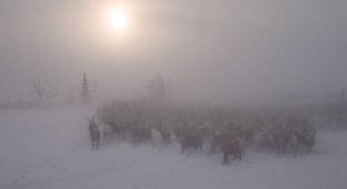 Как поймать 200 оленей в чистом поле и ни одного не убить (22 фото)