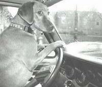 Собаки-водители (61 фото)