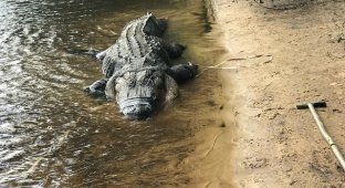 В Джорджии охотники поймали огромного аллигатора-динозавра (9 фото)