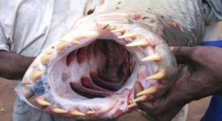Самые ужасные рыби за все время (14 фото)