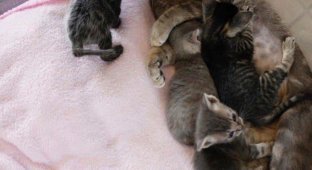 В беременную кошку кто-то выстрелил! Парализованная МУРлыка выжила только ради котят (6 фото)