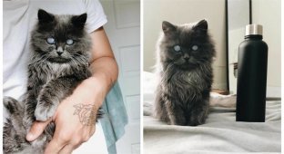 Слепой кот Мерлин - новая звезда Инстаграма (18 фото)