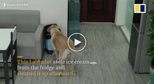 Хитрый пёс украл мороженое, съел его и спрятал улики