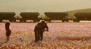 Одно из самых засушливых мест на планете покрылось ковром розовых цветов (4 фото)