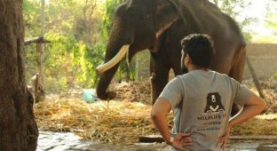 Зоозащитники освободили 75-летнего слона, который 50 лет просидел на цепи (9 фото)