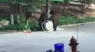 Медведи дерутся за мусорной бак