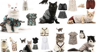 Календарь с модными кошками (12 фото)