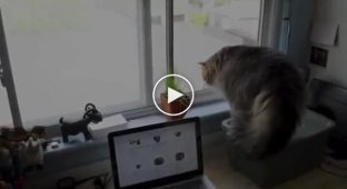 Котячие разборки через окно