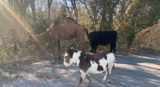 Вместе весело шагать: Верблюд, корова и осел бродили по канзасской дороге (2 фото)