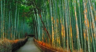 Бамбуковый коридор у подножья горы в Киото (17 фото)