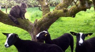 Кот помогает фермерше пасти овец (15 фото)