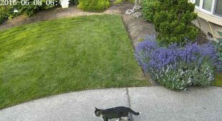 Нейросеть легла в основу устройства, позволяющего прогонять кошек с лужайки (4 фото)