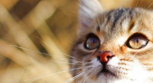 Учёные доказали лечебные свойства кошек (1 фото)