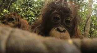 Орангутан нашел в лесу спрятанную камеру и начал делать селфи (10 фото)