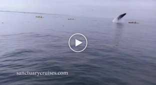 Британские туристы чуть не погибли когда горбатый кит решил запрыгнуть к ним на байдарку