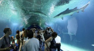 Самый большой аквариум в Европе (35 фото + 1 видео)