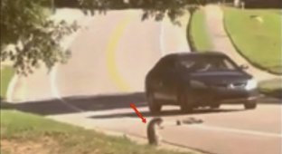 Подружку енота сбила машина, и он просто убит горем (3 фото + 1 видео)