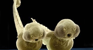 Жуткие микроорганизмы живущие в морских глубинах (8 фото)