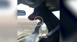 Пес, который не любит полицейских