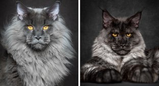 Мэйкуны - мистические коты (66 фото)