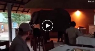Слоны зашли позавтракать с туристами и напугали их до чертиков