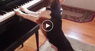Собака играет на фортепиано и скулит