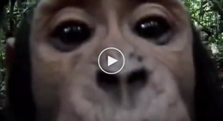 Любопытная обезьяна нашла скрытую камеру