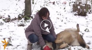 Семья из Белоруссии держит в качестве домашних животных волков