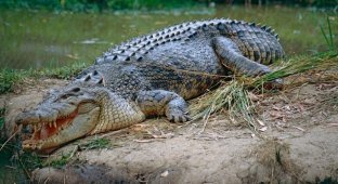 Огромный крокодил украл рыбака прямо через днище лодки (1 фото)