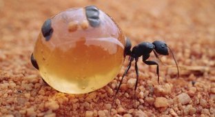 Медовые муравьи (12 фото)