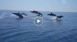 Дельфины соревнуются с прогулочным катером
