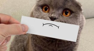 Забавные кошачьи эмоции, нарисованные на кусочке бумаги (13 фото)