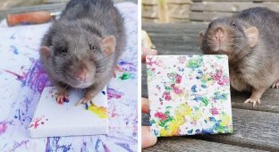 Семейство крыс стало модными художниками (23 фото)