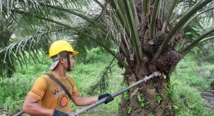 Как изготавливают пальмовое масло (25 фото)