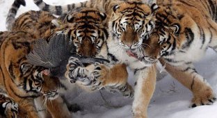 Кормление тигров (2 фото)