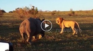 Носорог разогнал парочку львов в момент интимной близости